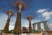городской лес в Сингапуре