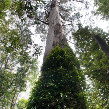 tree-hight.png